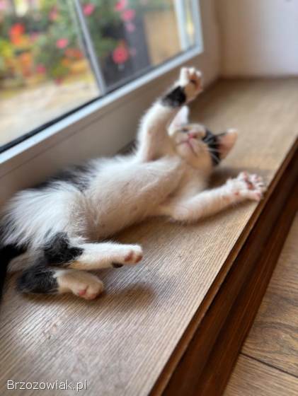 Oddam pięknego kotka!  ❤️❤️