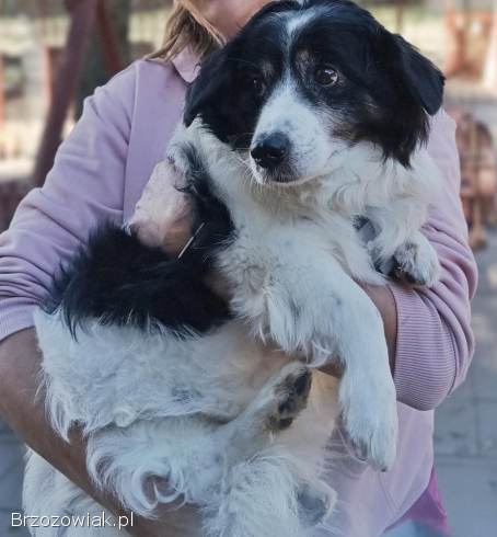 Rabi -  nieduży,  domowy długowłosy psiak