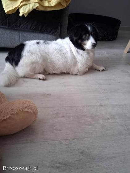 Rabi -  nieduży,  domowy długowłosy psiak