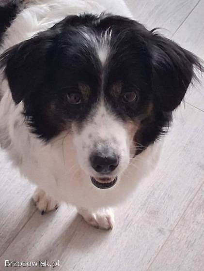 Rabi -  nieduży,  domowy długowłosy psiak