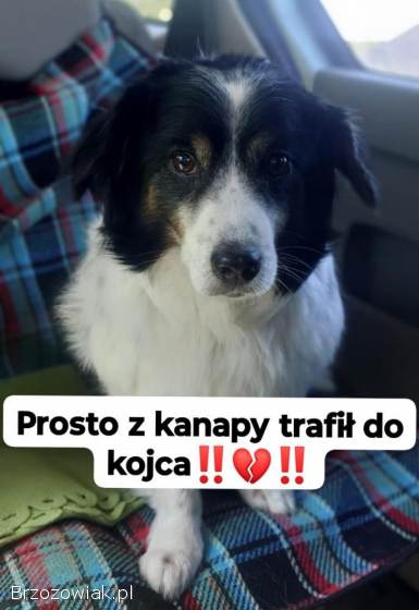 Rabi -  nieduży,  domowy długowłosy psiak