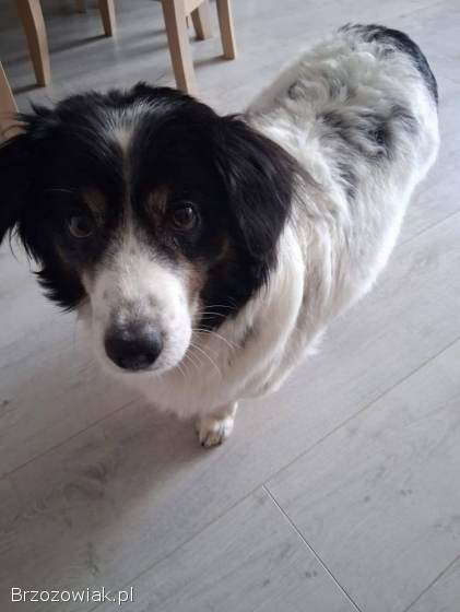 Rabi -  nieduży,  domowy długowłosy psiak