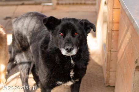 Bunia -  cudowna psia babcia BŁAGA o dom!