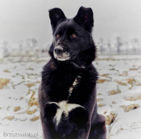 Bunia -  cudowna psia babcia BŁAGA o dom!
