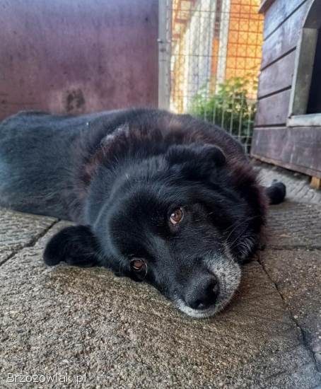 Bunia -  cudowna psia babcia BŁAGA o dom!