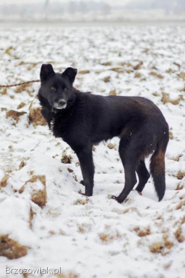 Bunia -  cudowna psia babcia BŁAGA o dom!