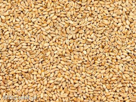 Sprzedam owies pszenice i ziemniaki