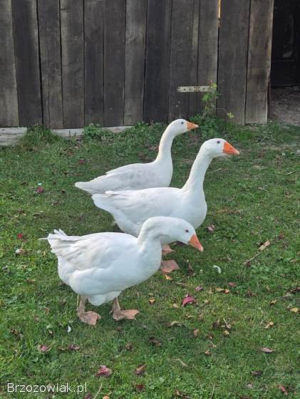 Gęsie