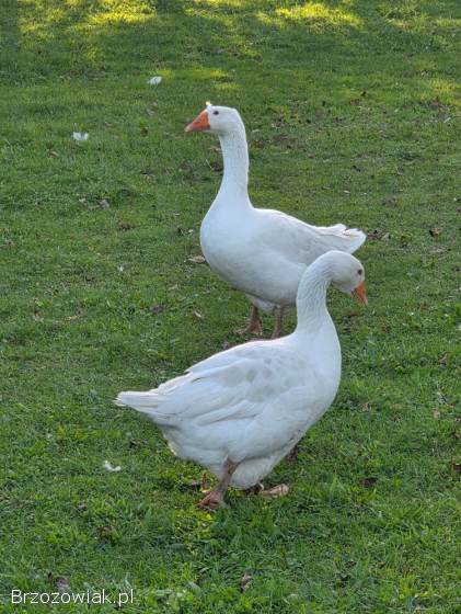 Gęsie