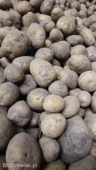 Ziemniaki jadalne 1 zł/kg