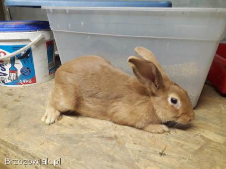 Króliki burgundzkie