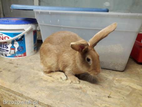 Króliki burgundzkie