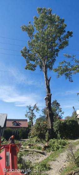 Wycinka,  redukcja,  pielęgnacja drzew i twojego ogrodu