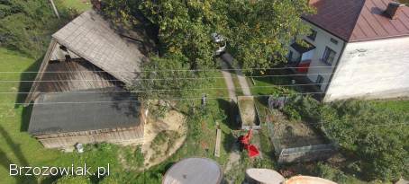 Wycinka,  redukcja,  pielęgnacja drzew i twojego ogrodu