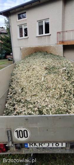 Wycinka,  redukcja,  pielęgnacja drzew i twojego ogrodu