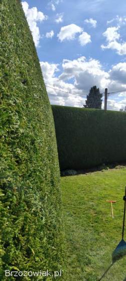 Wycinka,  redukcja,  pielęgnacja drzew i twojego ogrodu