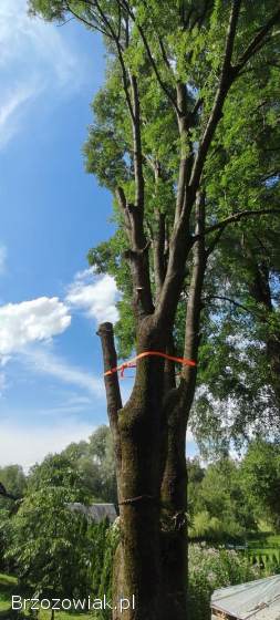 Wycinka,  redukcja,  pielęgnacja drzew i twojego ogrodu