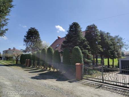 Wycinka,  redukcja,  pielęgnacja drzew i twojego ogrodu