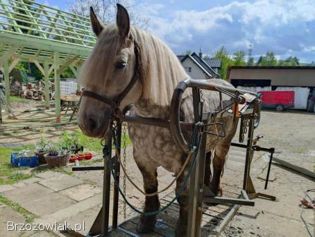 Sprzedam dwuletniego ogiera