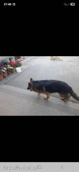 Zaginął Owczarek niemiecki