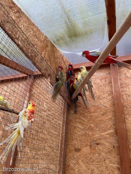 Sprzedam papugi
