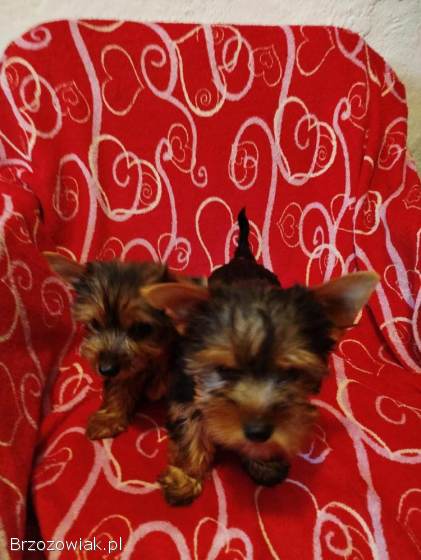 Sprzedam bardzo piękną suczke York