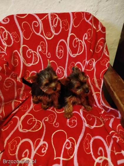 Sprzedam bardzo piękną suczke York