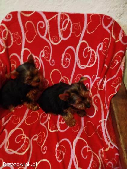 Sprzedam bardzo piękną suczke York