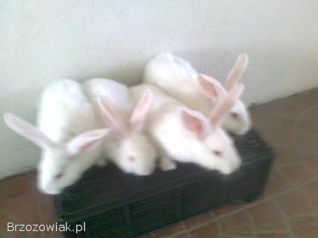 Sprzedam króliki
