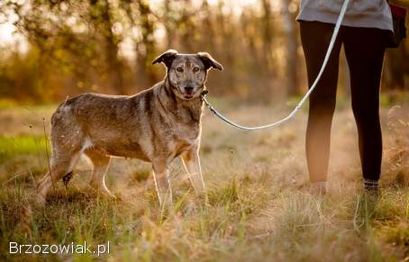 Karinka -  delikatna,  spokojna sunia do rany przyłóż!