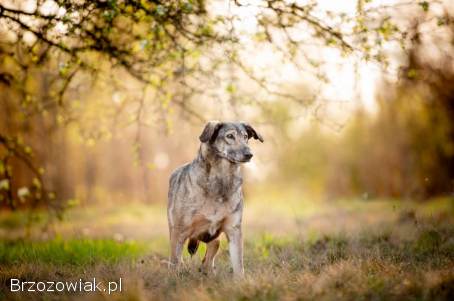 Karinka -  delikatna,  spokojna sunia do rany przyłóż!