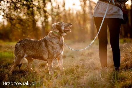 Karinka -  delikatna,  spokojna sunia do rany przyłóż!