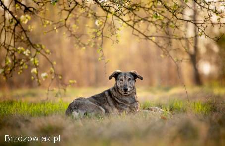 Karinka -  delikatna,  spokojna sunia do rany przyłóż!