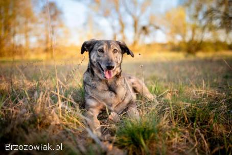 Karinka -  delikatna,  spokojna sunia do rany przyłóż!
