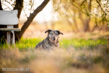 Karinka -  delikatna,  spokojna sunia do rany przyłóż!