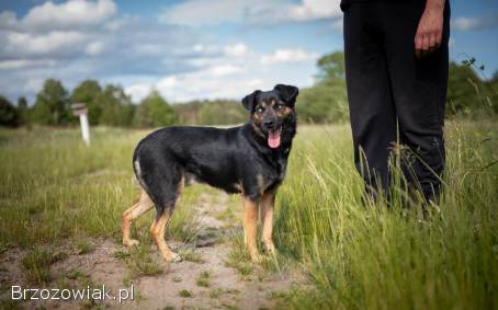 Gustaw -  wyjątkowy,  wesoły,  kochany psiak!
