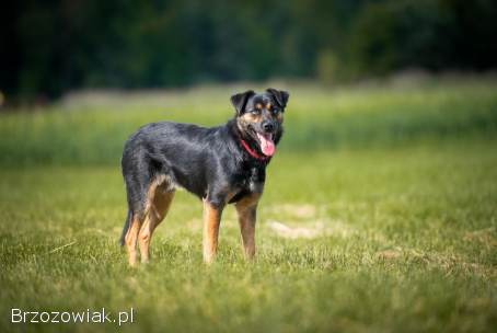Gustaw -  wyjątkowy,  wesoły,  kochany psiak!