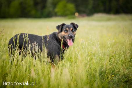 Gustaw -  wyjątkowy,  wesoły,  kochany psiak!