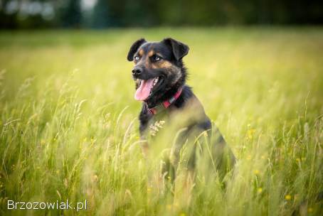 Gustaw -  wyjątkowy,  wesoły,  kochany psiak!