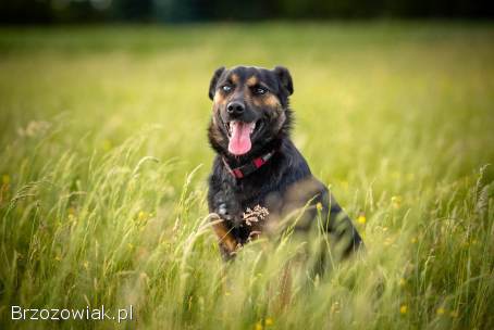 Gustaw -  wyjątkowy,  wesoły,  kochany psiak!