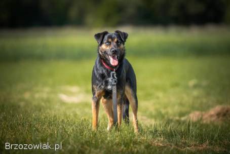 Gustaw -  wyjątkowy,  wesoły,  kochany psiak!