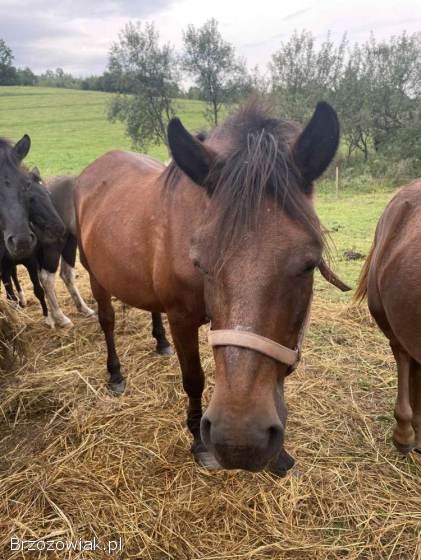 Sprzedam konie hucuły