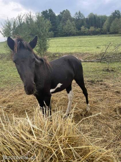 Sprzedam konie hucuły