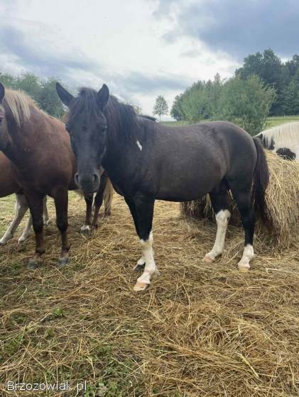 Sprzedam konie hucuły