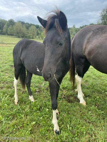 Sprzedam konie hucuły