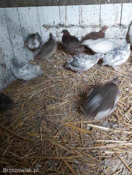 Przepiórki japońskie