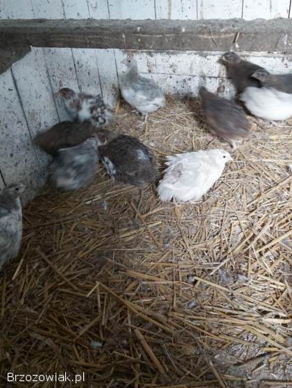 Przepiórki japońskie