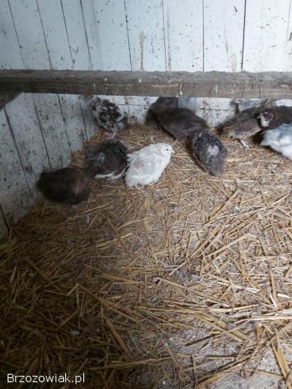 Przepiórki japońskie