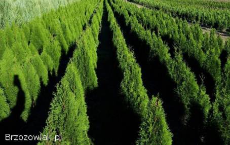 Tuje Szmaragd Klasa Premium Promocja -  30 Dowóz Gratis