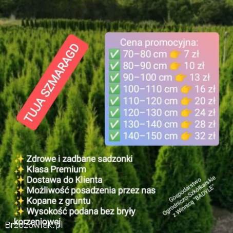 Tuje Szmaragd Klasa Premium Promocja -  30 Dowóz Gratis